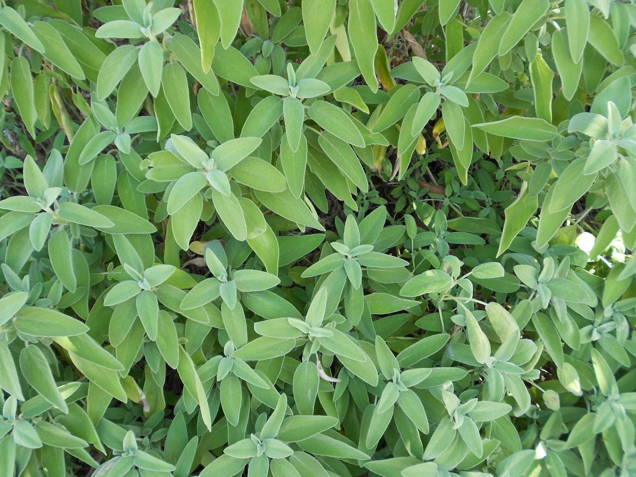 Alla scoperta dei profumi del Parco di Rauccio