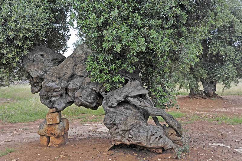 Emergenza xylella, il M5S sta con la Coldiretti