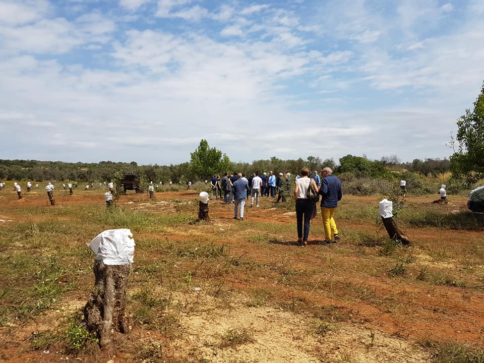 Xylella, &quot;la Puglia non può essere lasciata sola&quot;