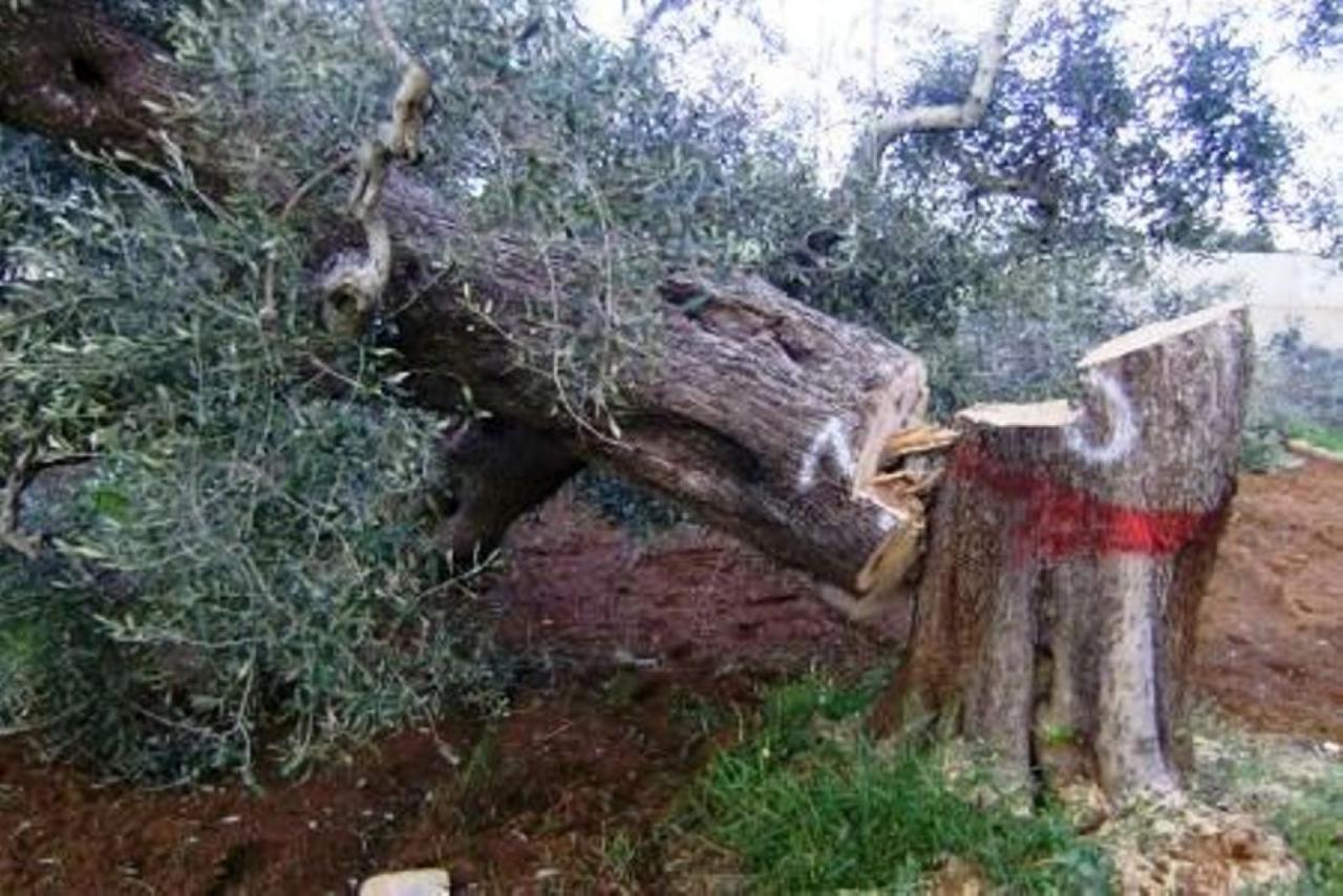 Inventati a Lecce microsensori per scoprire la xylella 