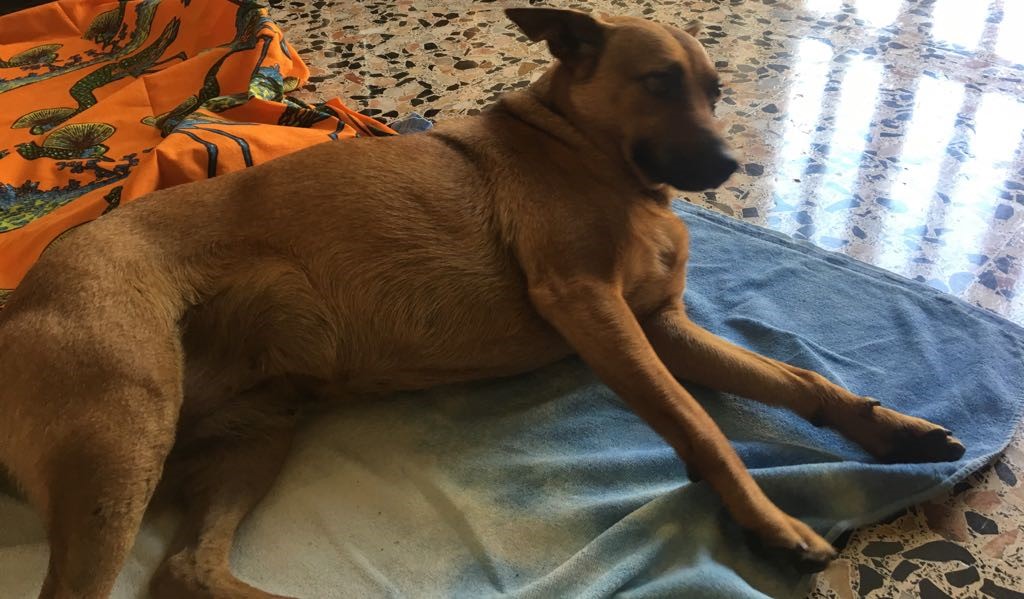 Di chi è questa cagnolina?