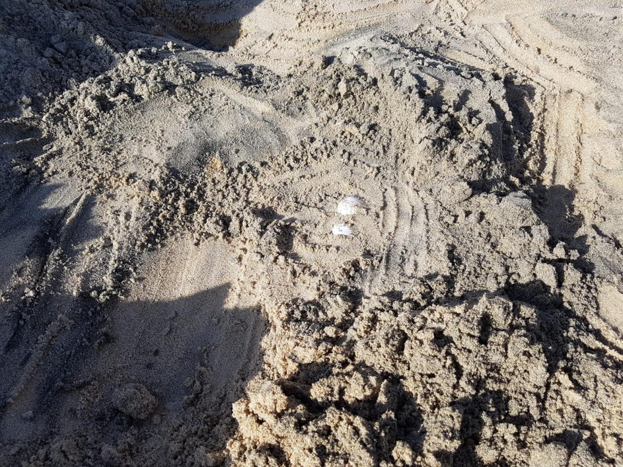 A Torre Chianca fa il nido una Caretta Caretta