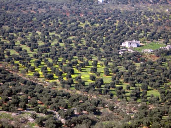 Xylella, osservazioni aeree per scoprirla Xylella, osservazioni aeree per scoprirla