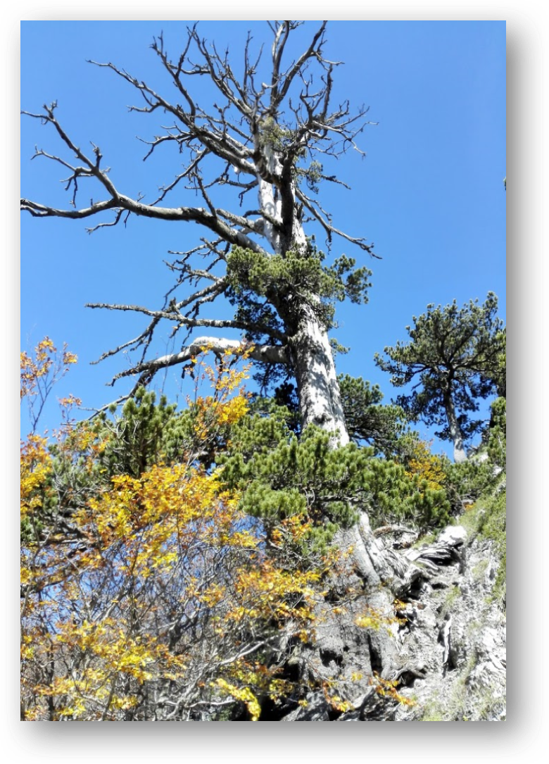 Datato a Lecce l'albero vivente più antico d'Europa
