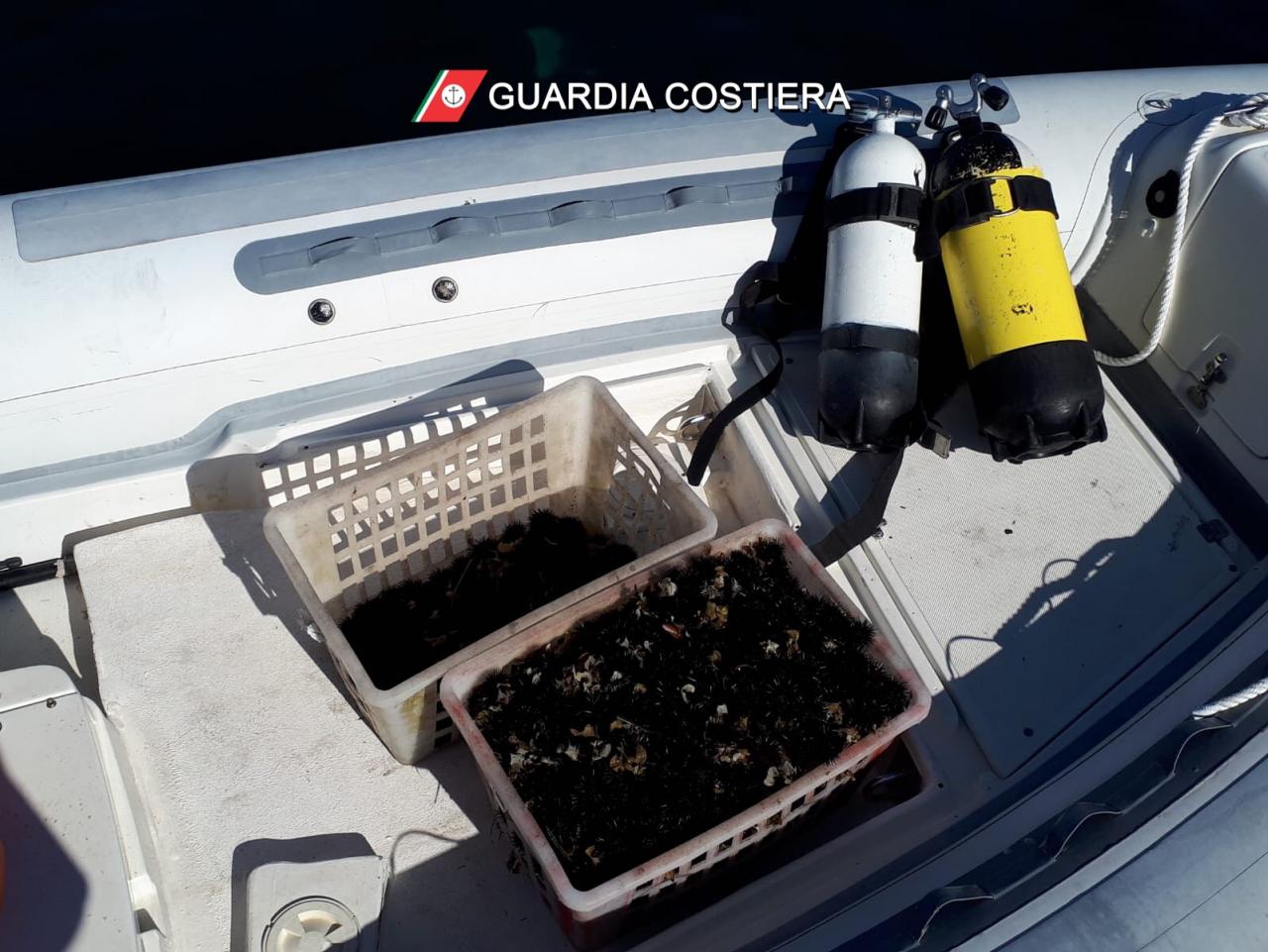 Quattromila euro di multa per avere raccolto più di 50 ricci di mare Quattromila euro di multa per avere raccolto più di 50 ricci di mare