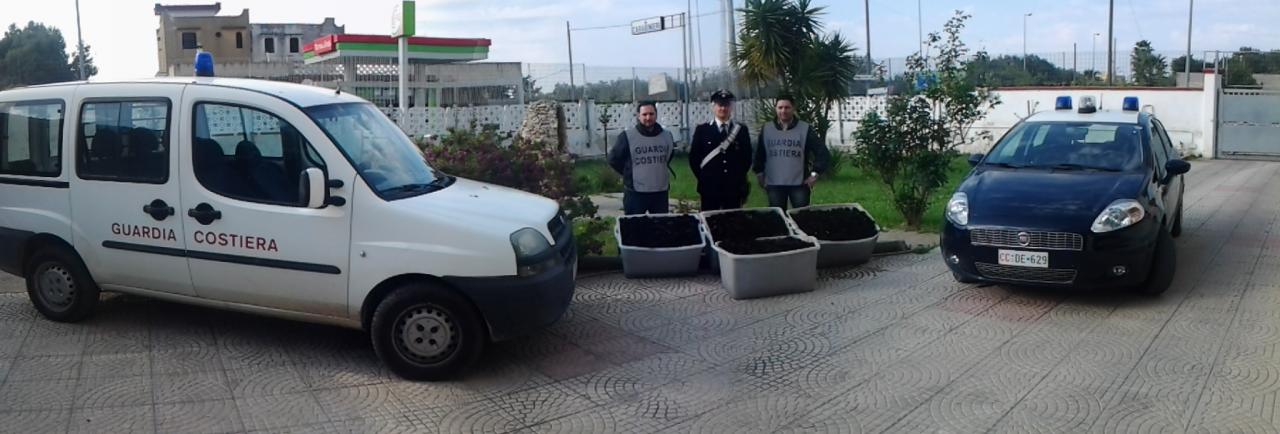 Avevano raccolto 5300 ricci, foglio di via per cinque pregiudicati brindisini Avevano raccolto 5300 ricci, foglio di via per cinque pregiudicati brindisini