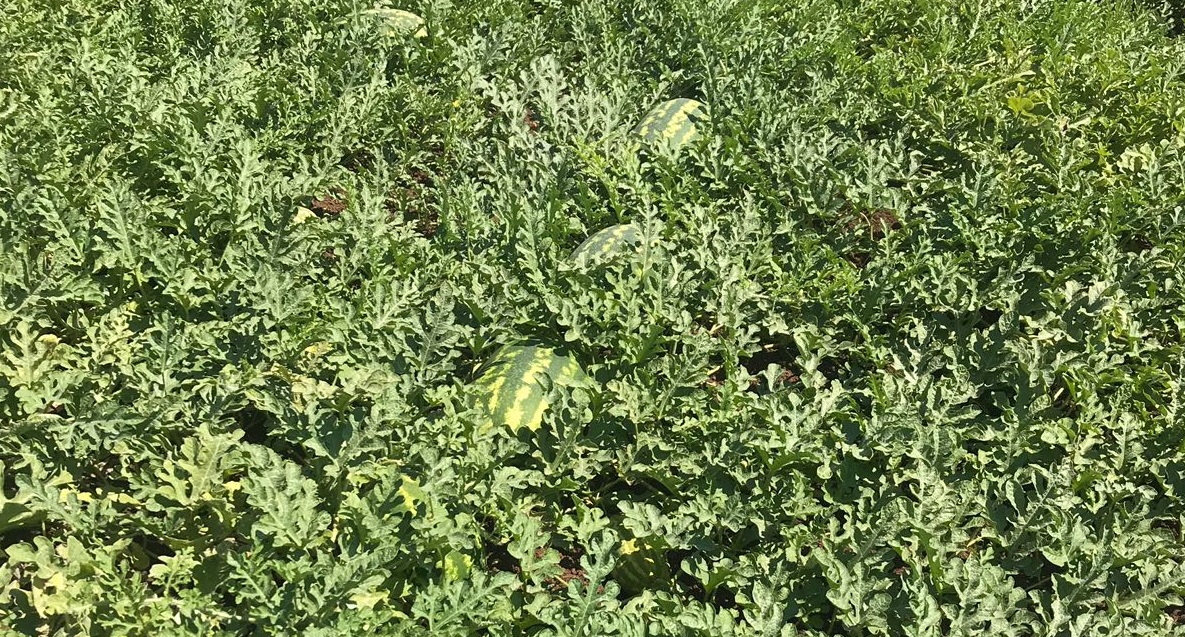 Estate &quot;fredda&quot;, crolla il prezzo delle angurie