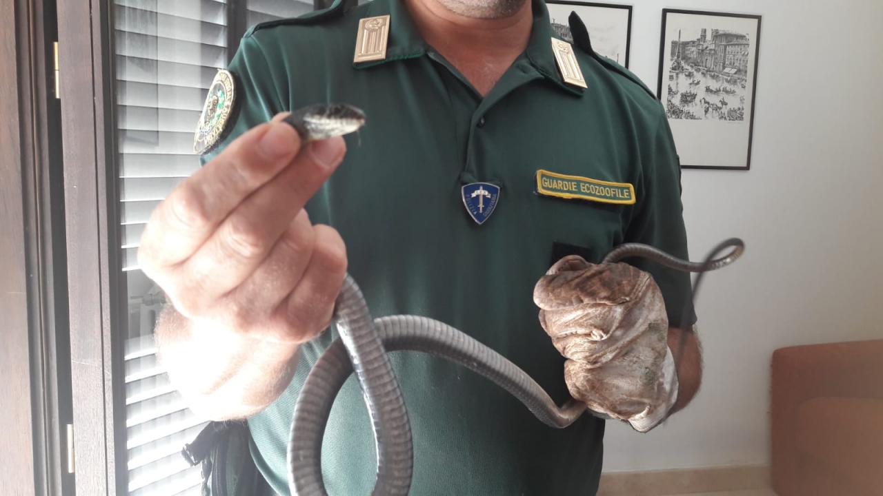 Trovato un biacco in una casa Trovato un biacco in una casa