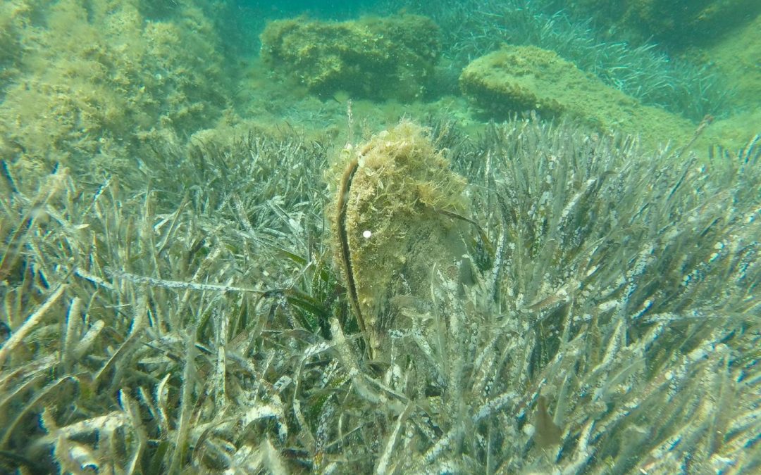 Scoperta Pinna nobilis nella laguna di Acquatina Scoperta Pinna nobilis nella laguna di Acquatina