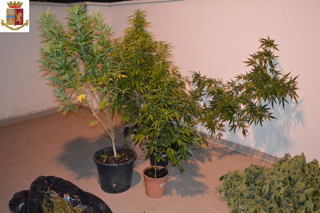 Arrestato aradeino coltivatore di marijuana