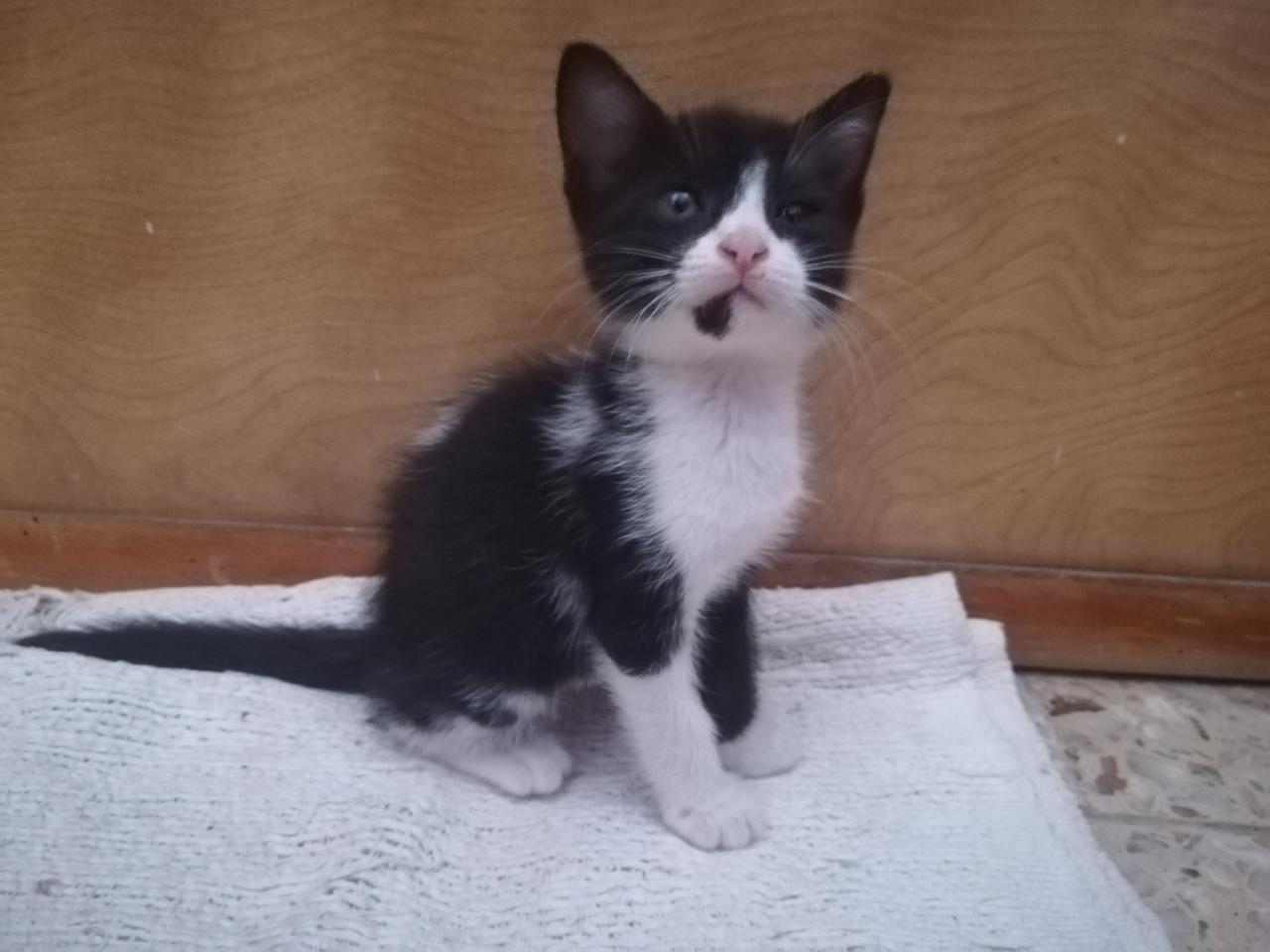 Quattro gattini in cerca di amici