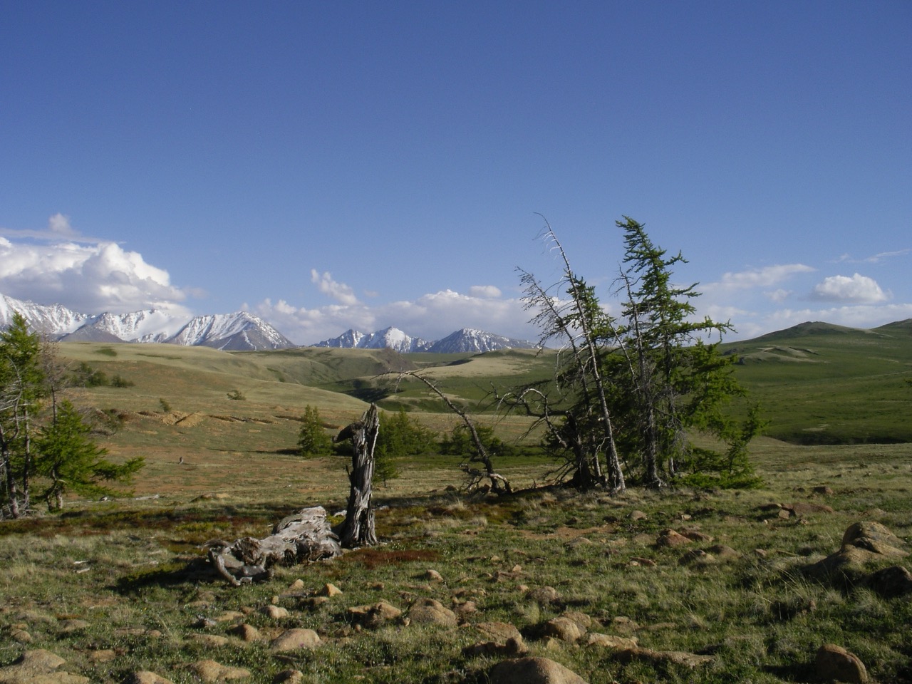 Gli anelli degli alberi raccontano il pianeta Terra