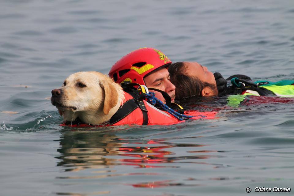 Simulazione di salvataggio in mare con i cani Simulazione di salvataggio in mare con i cani