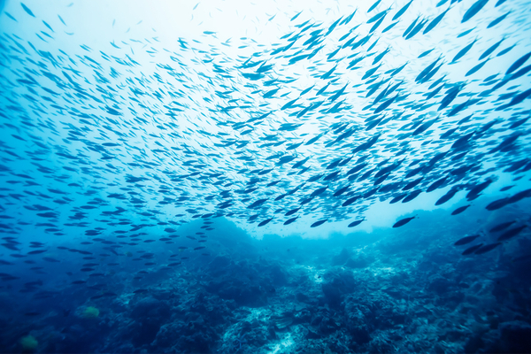 “La pesca sostenibile nelle Aree Marine Protette” “La pesca sostenibile nelle Aree Marine Protette”