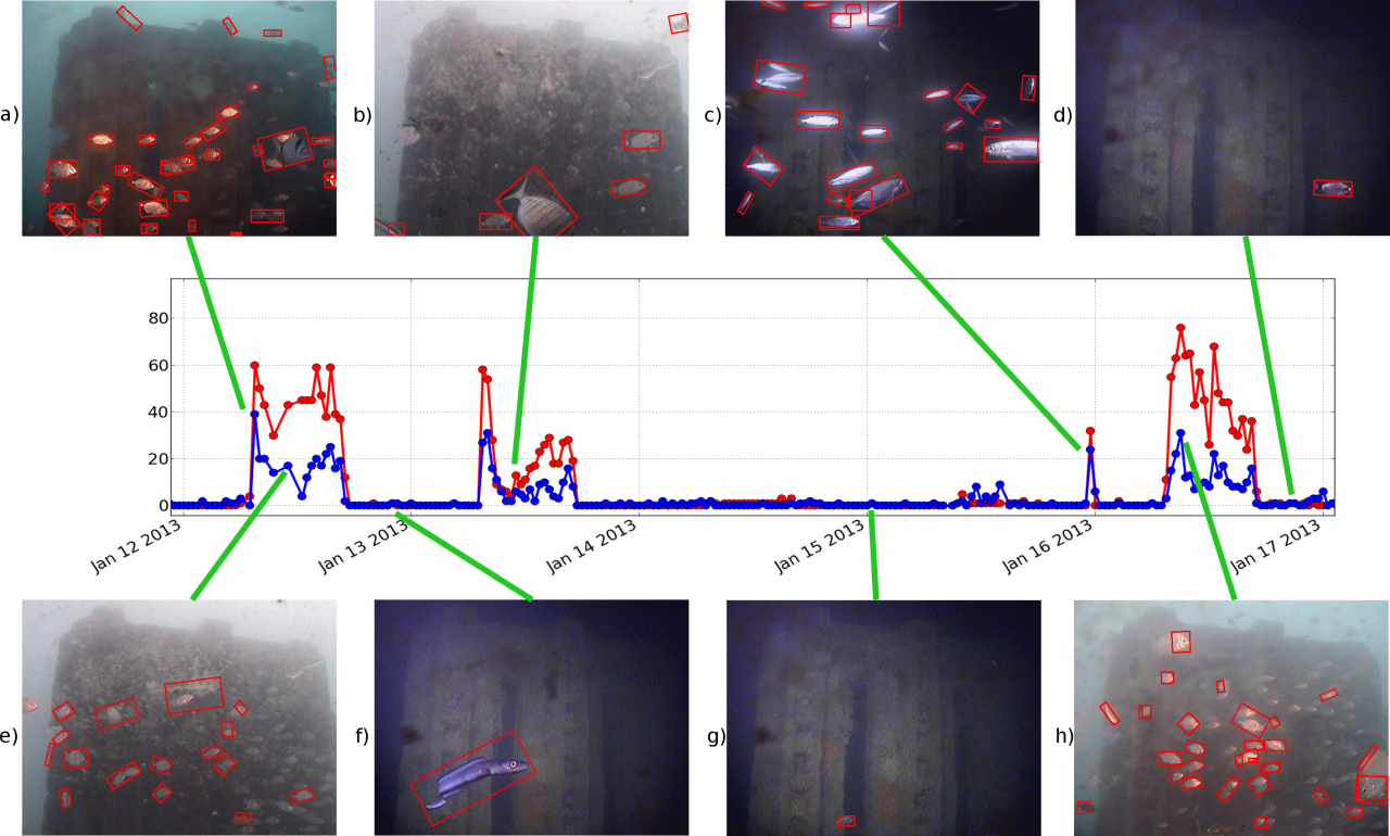 Contare i pesci nel mare