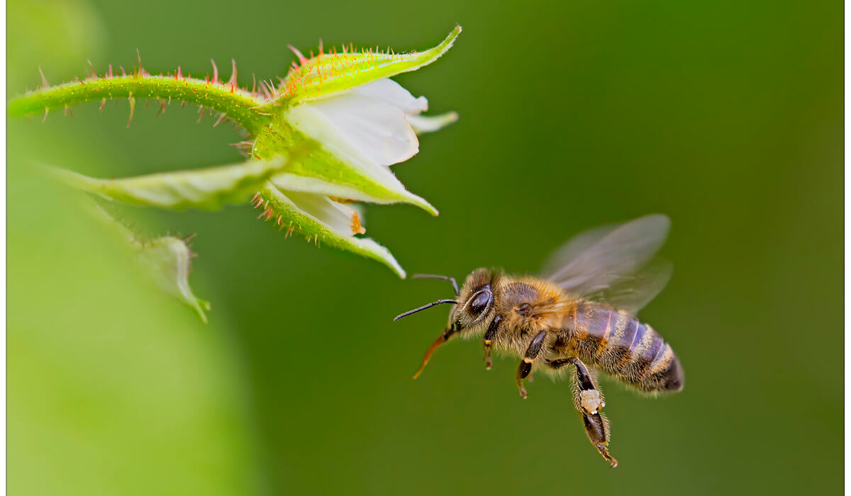 «Apicoltura e biodiversità: azioni di tutela e prospettive»