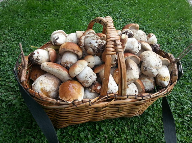 Funghi, acquistarli solo dai raccoglitori certificati