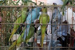 Mai più animali prigionieri e venduti alle feste!