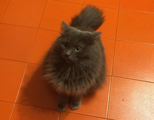 Alla ricerca di &quot;Nuvo&quot; sparito due settimane fa a Galatina