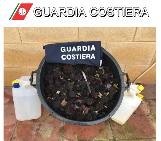Quattromila euro di multa a pescatore in apnea per aver raccolto 350 ricci Quattromila euro di multa a pescatore in apnea per aver raccolto 350 ricci