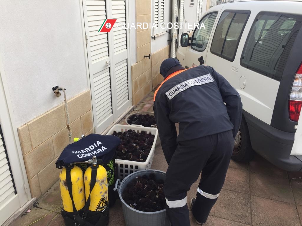 Sequestrati 1800 ricci e multati i pescatori Sequestrati 1800 ricci e multati i pescatori