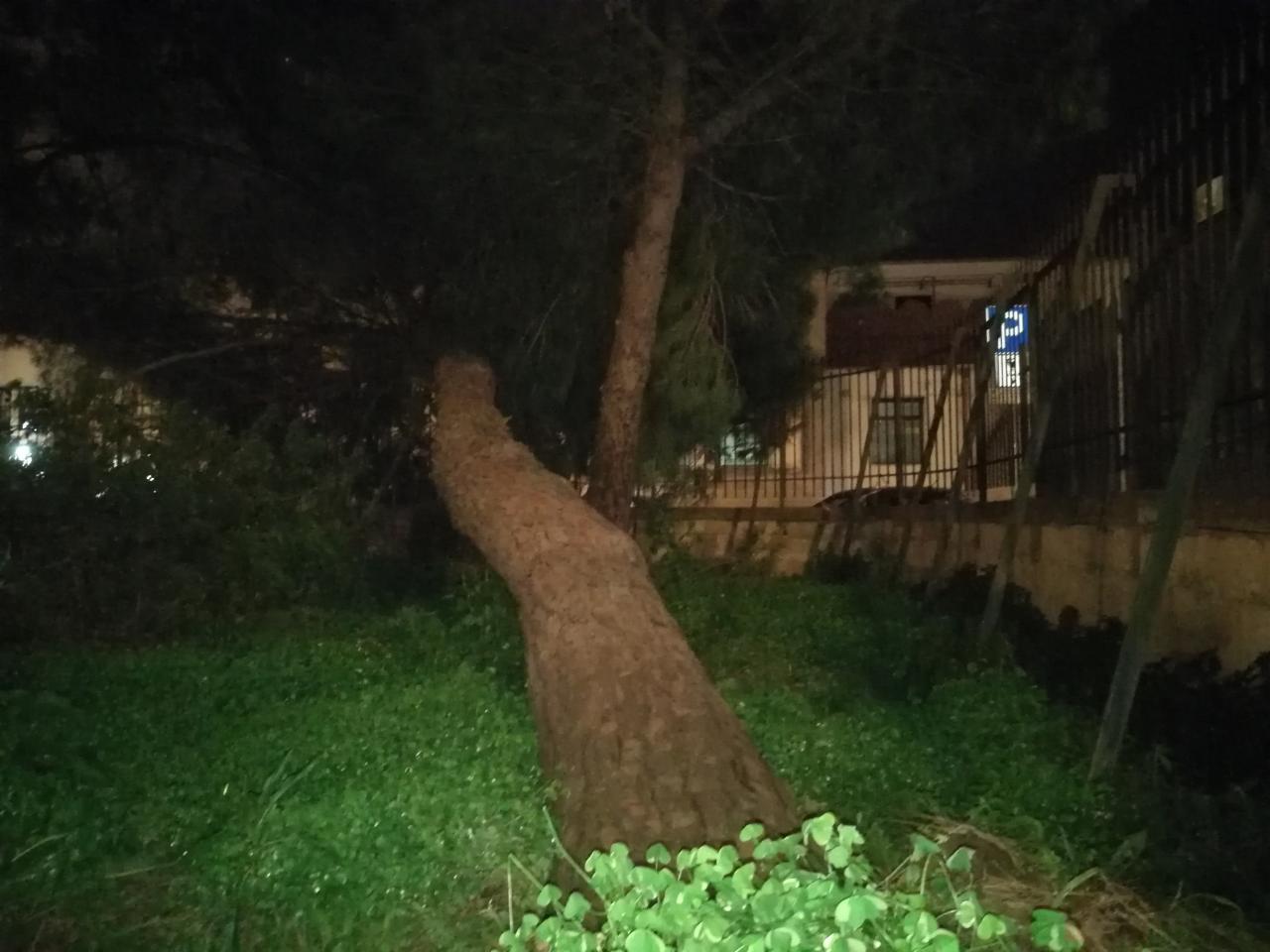 A Galatina il vento abbatte un grosso pino in Piazza Cesari