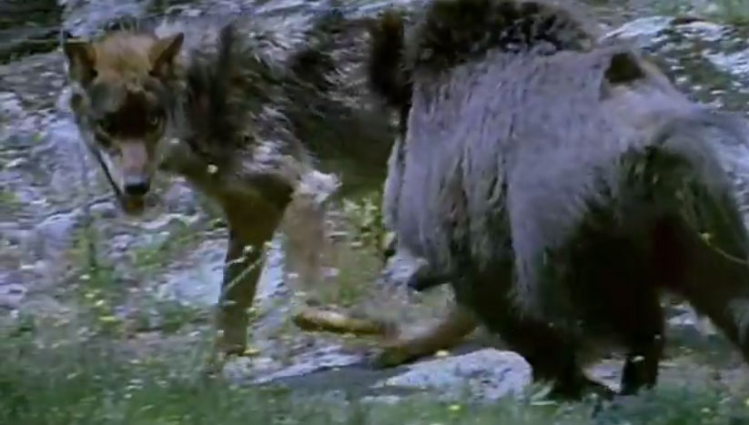 Gargano invaso da lupi e cinghiali Gargano invaso da lupi e cinghiali