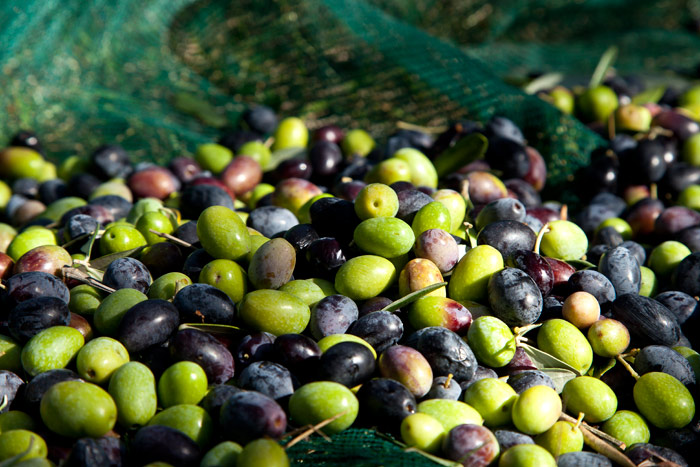 “Passatadoliva”, un alimento elisir di salute realizzato dal Cnr-Ispa di Lecce