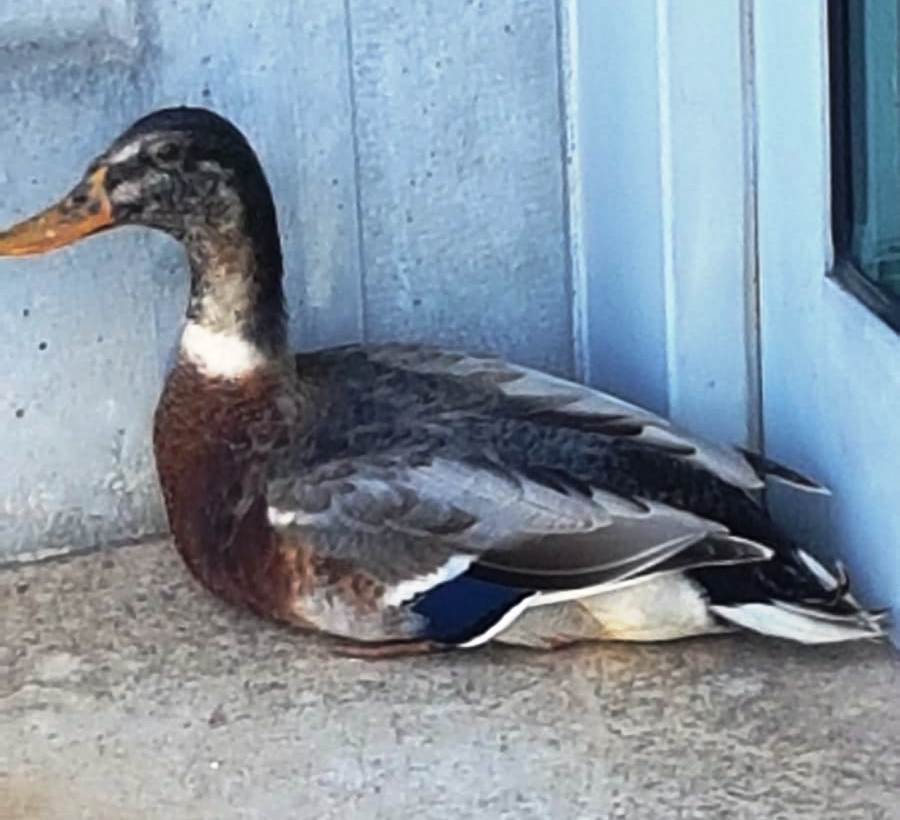 Un Germano Reale a spasso per Lecce