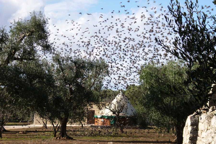 Gli olivicultori pugliesi esasperati chiedono interventi urgenti contro gli storni 