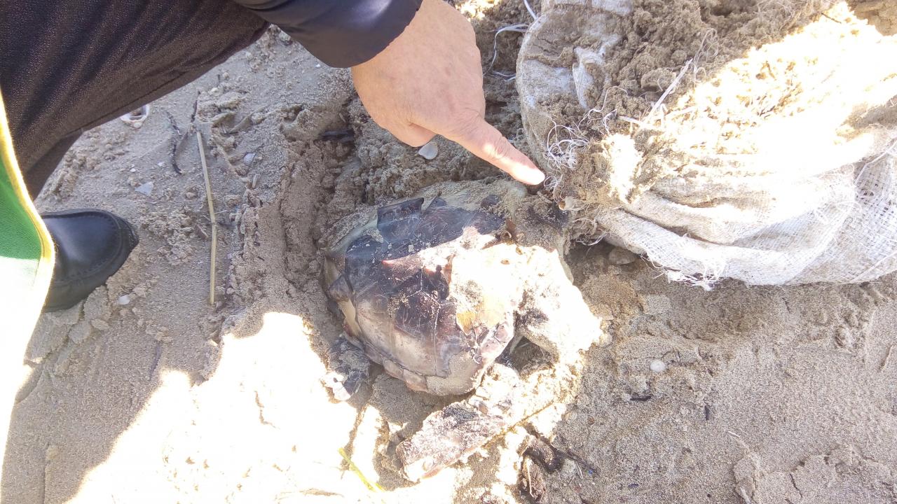 Su una spiaggia del Salento ancora un'altra tartaruga vittima della plastica