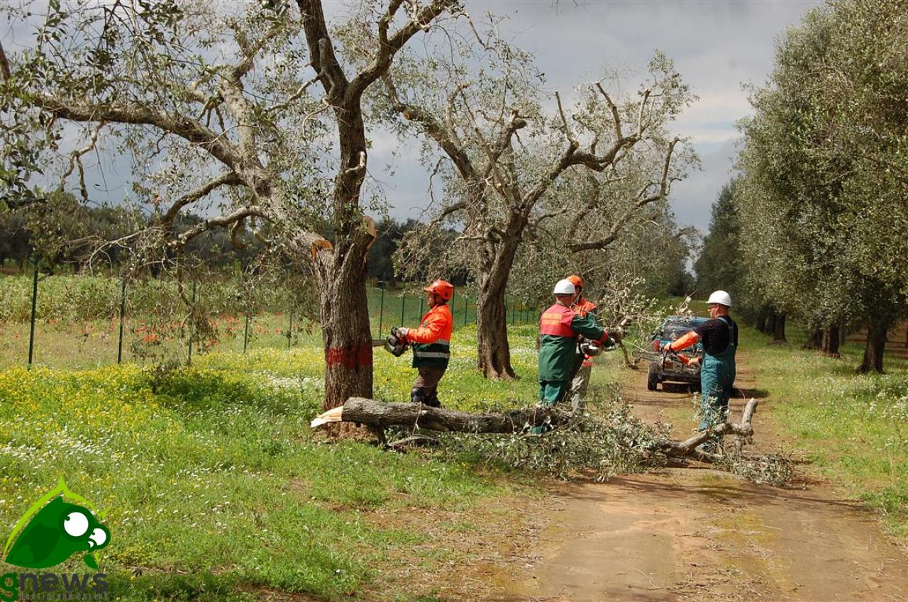 In Piazza per fronteggiare la xylella