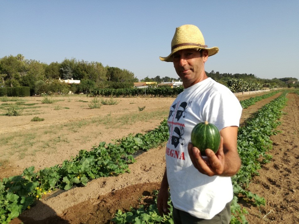 La Meloncella Tonda di Galatina entra nel paniere dei Prodotti Agroalimentari Tradizionali (PAT) di Puglia 