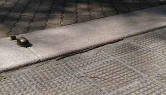 Processionaria, può essere pericolosa per bambini e cani