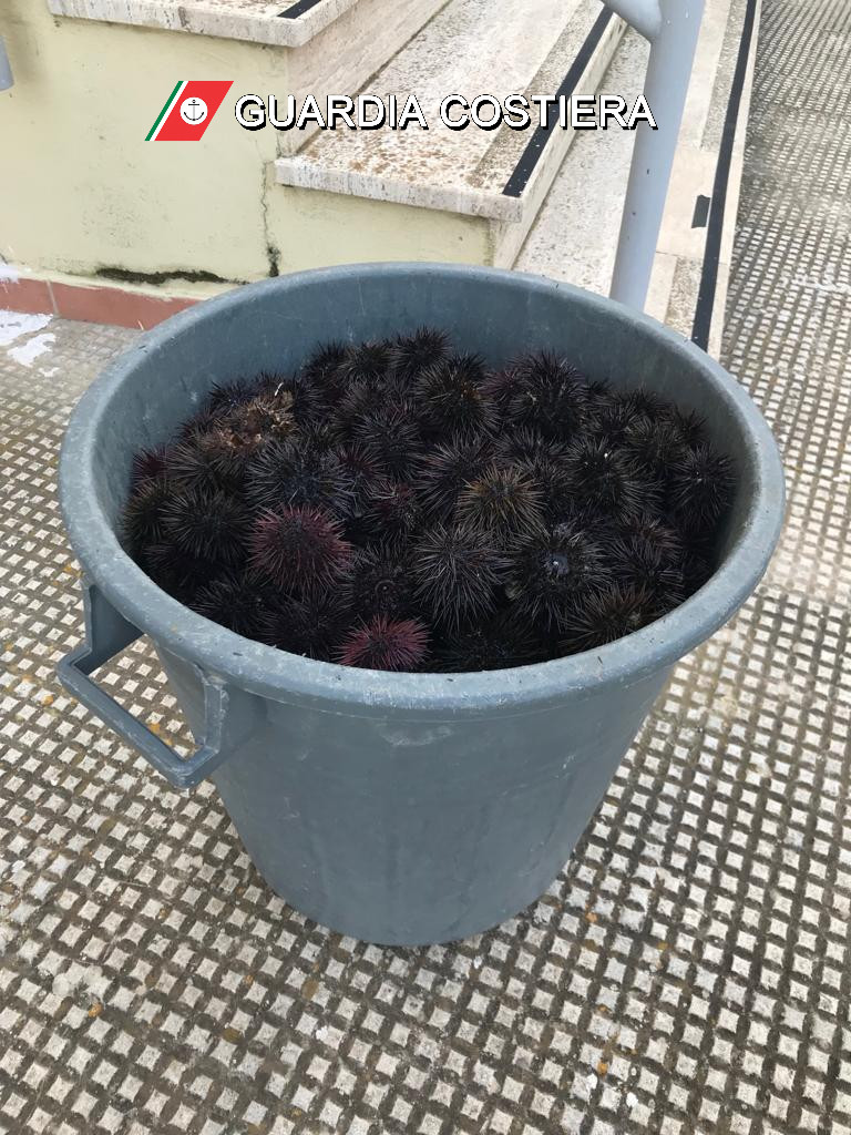 Sequestrati 600 ricci a pescatori di frodo Sequestrati 600 ricci a pescatori di frodo