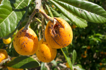 Il maltempo sta mettendo in ginocchio l'agricoltura pugliese Il maltempo sta mettendo in ginocchio l'agricoltura pugliese