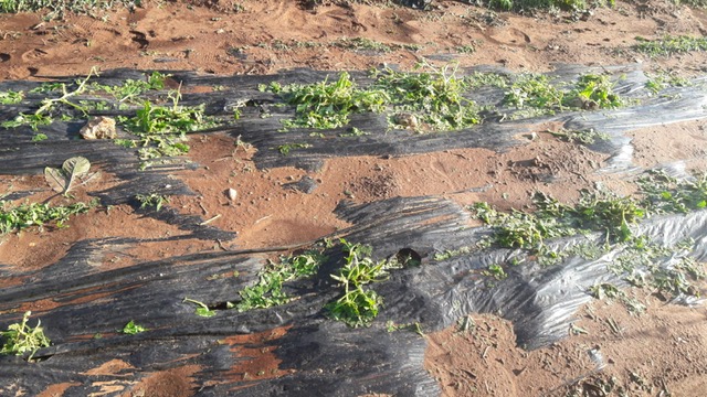 Bombe d'acqua e grandinate a Galatina e nel Salento