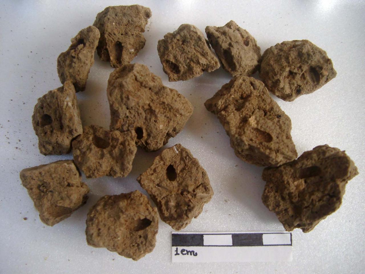 A Lecce esperti di archeobotanica da tutto il mondo