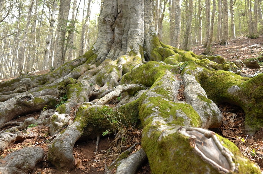 Unisalento trova l'età degli alberi più vecchi Unisalento trova l'età degli alberi più vecchi