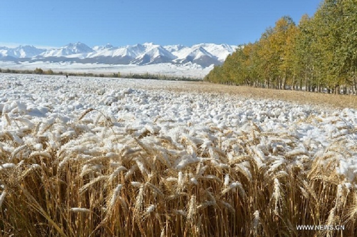 Aumentata a dismisura la quantità di grano importata dal Canada Aumentata a dismisura la quantità di grano importata dal Canada