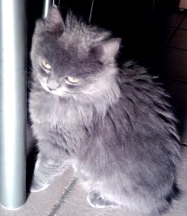 Chi trova questa gattina, per piacere, ci avvisi