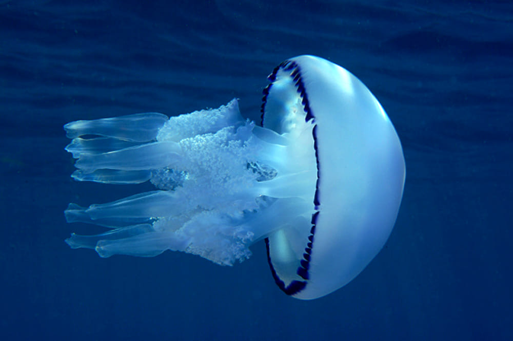 "Le meduse cibo del futuro" "Le meduse cibo del futuro"