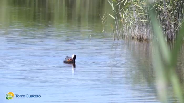 Un maschio di folaga nutre i suoi piccoli, un video che commuove Un maschio di folaga nutre i suoi piccoli, un video che commuove