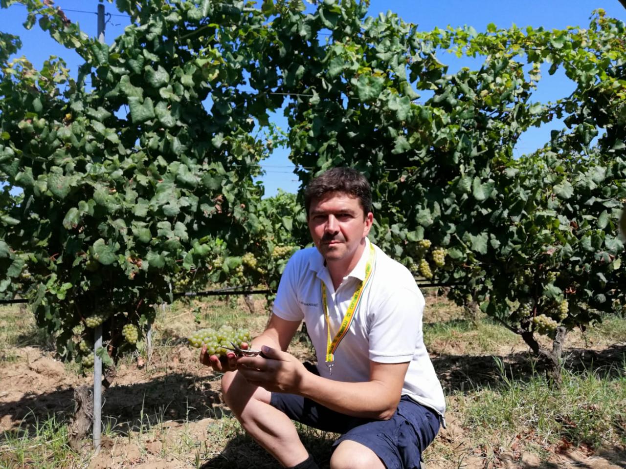 Cominciata la vendemmia, in Puglia il vino sarà di ottima qualità