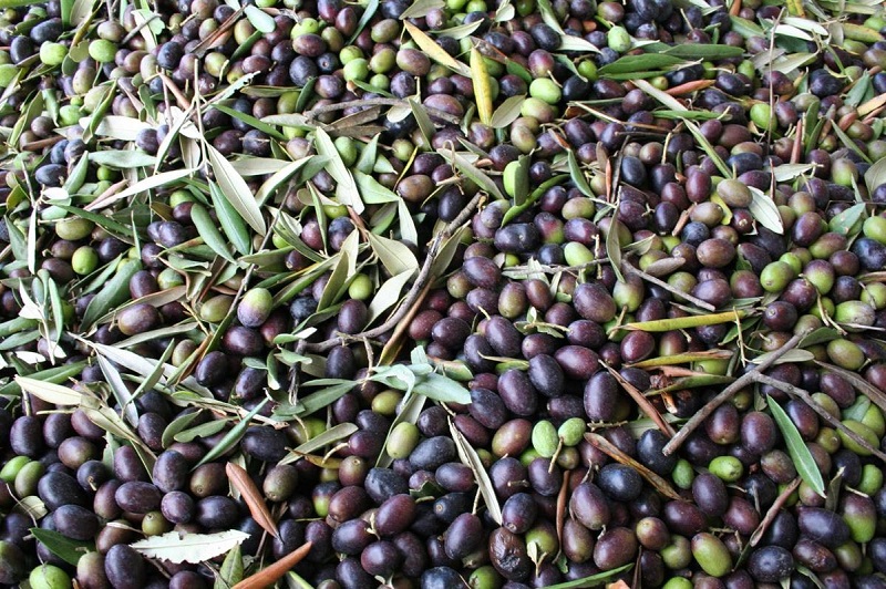 A Gagliano del Capo la prima raccolta delle olive A Gagliano del Capo la prima raccolta delle olive