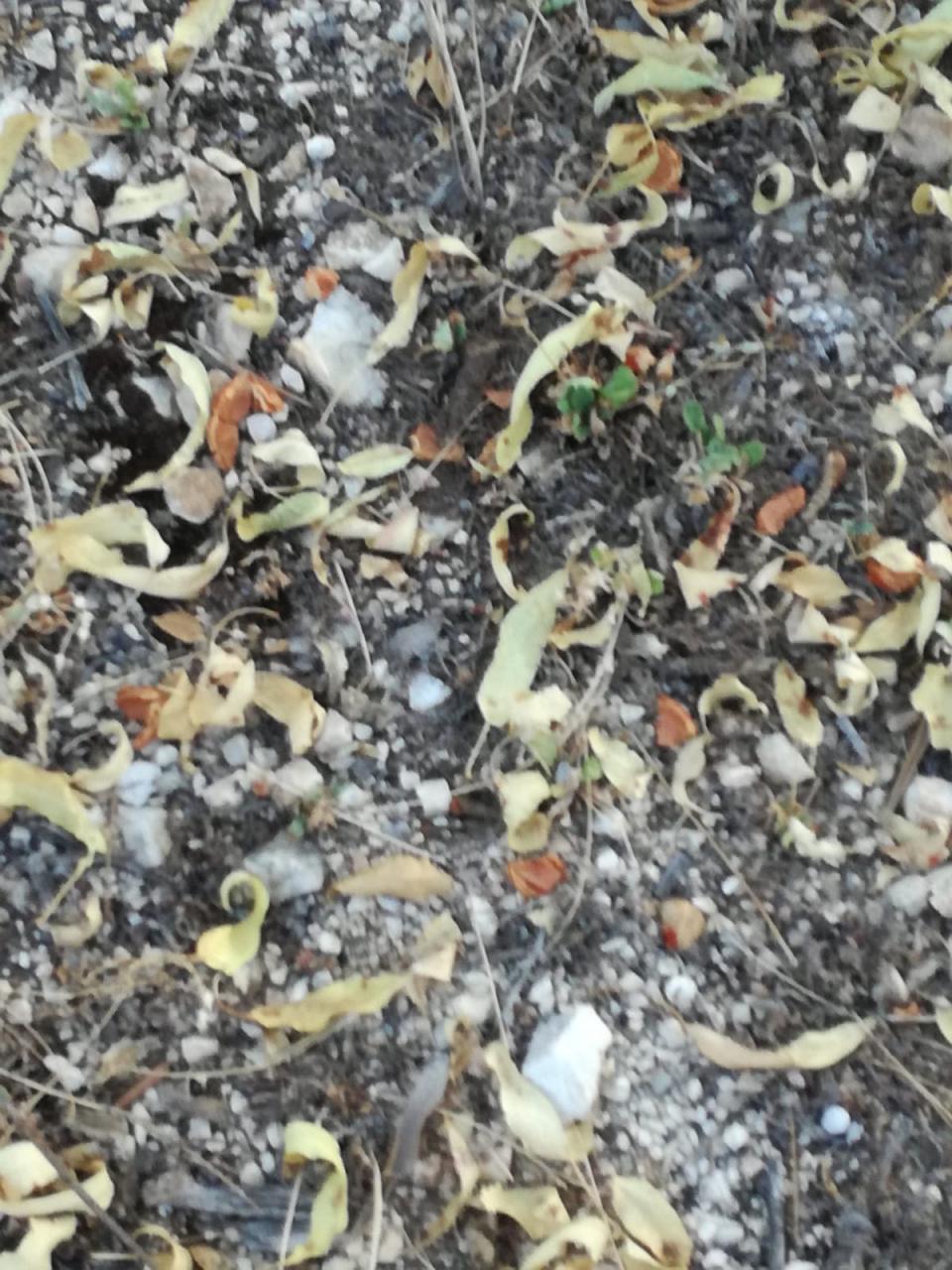 Cinghiali 'a caccia' di mandorle