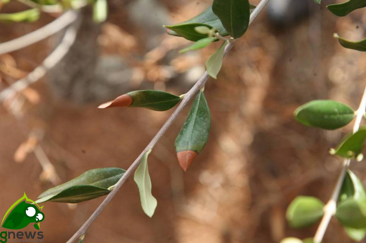 Crollata nel Salento la produzione di olio Crollata nel Salento la produzione di olio