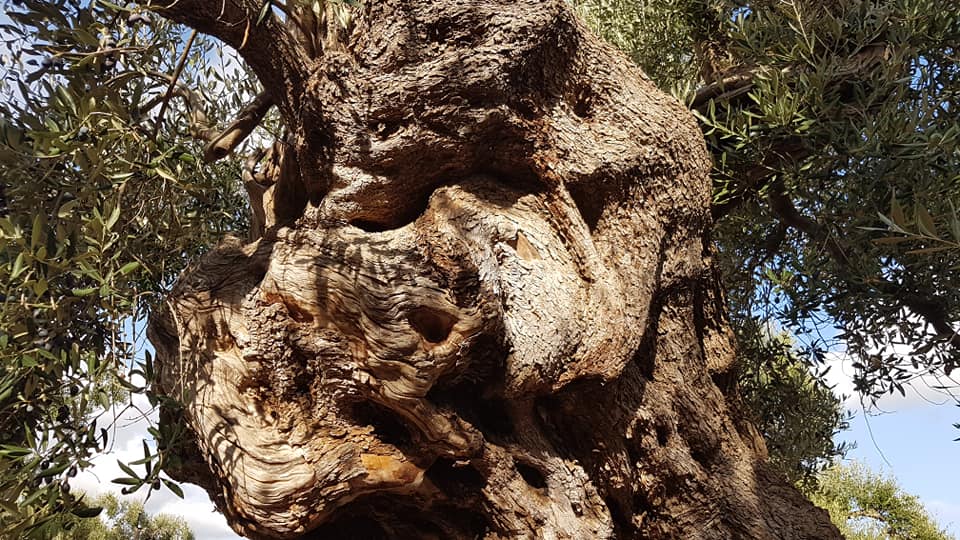 Xylella, Cia favorevole agli innesti sugli ulivi secolari Xylella, Cia favorevole agli innesti sugli ulivi secolari