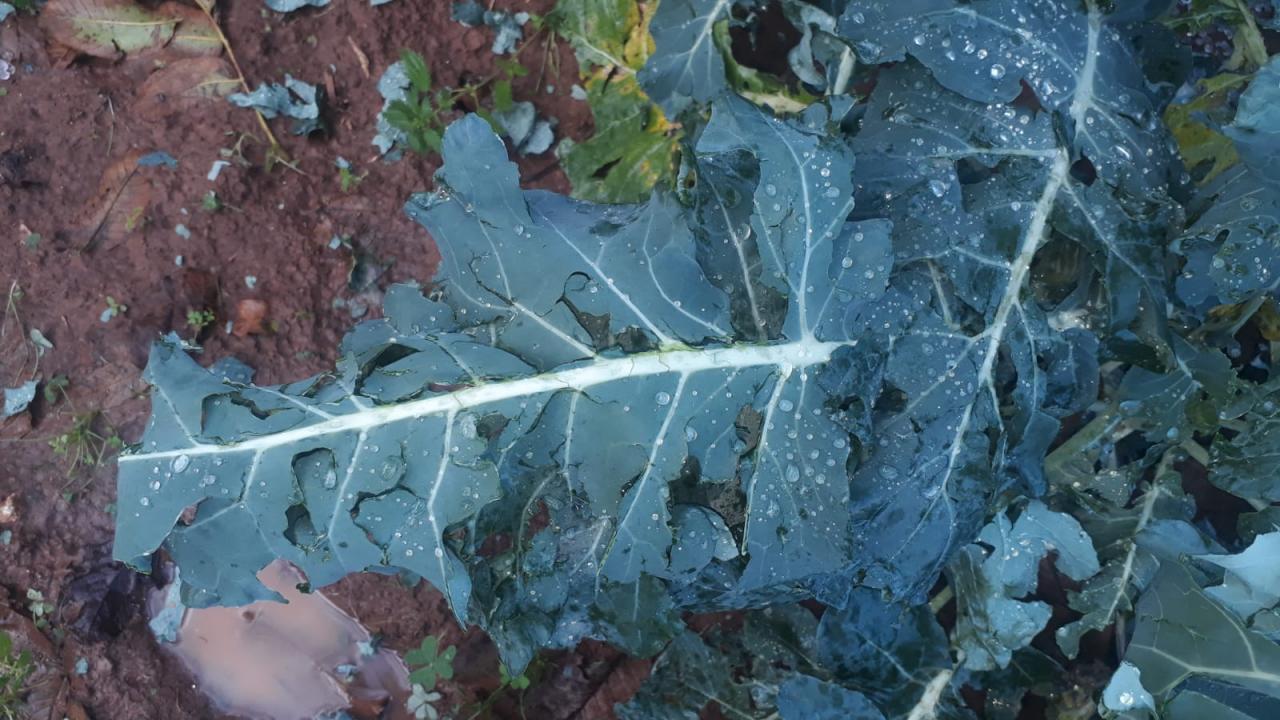 Il maltempo mette in ginocchio l'agricoltura pugliese