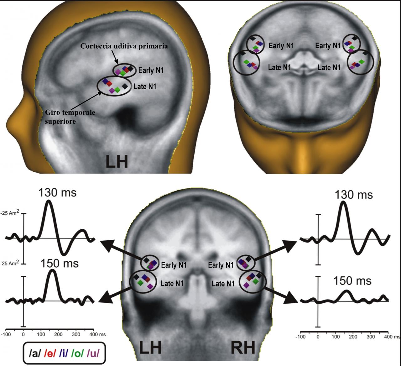 Scoperto a Lecce come i suoni accendono i neuroni